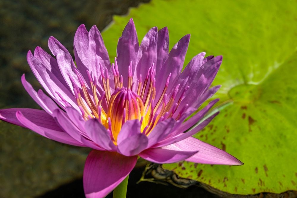 Cape Blue Water lily art print by Jim Engelbrecht for $57.95 CAD